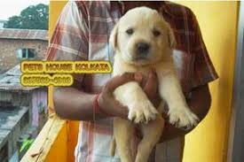 The goldador or golden labrador is a designer breed created through the cross of the golden retriever and the labrador retriever. Original Labrador Ads June Clasf