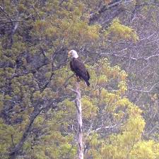 Nesting Bald Eagles Discovered along the New River in Grayson County, VA! —  Blue Ridge Discovery Center