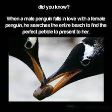 Maybe you would like to learn more about one of these? Love Quotes About Penguins Love Penguin Love Laughness Quotes At Repinned Net