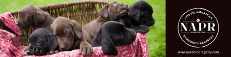 Below is a list of dog breeds they recognize. North American Purebred Registry Inc Reviews Facebook