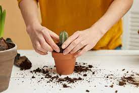 Here's the succulent & cactus soil mix recipe: Ideal Ph Level For Cactus Soil And How To Regulate Cactuscare