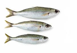 Image result for Boops boops