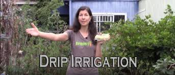 ^ grasshoppers are worst known for the damage they do while eating. Ask Gardenerd Are Grasshoppers Bad Gardenerd