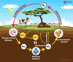 Nitrogen Cycle Definition Process Steps