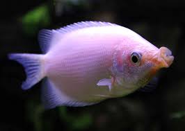 Popular Aquarium Fish Profiles