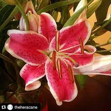 Bloomsybox S Photo On Snapwidget Flower Subscription Monthly Flower Delivery Flowers Delivered