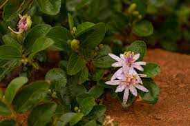 Image result for Malvaceae subfamily Grewioideae