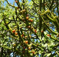 Image result for Viscum congolense