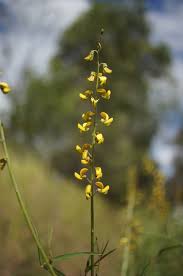 Image result for Crotalaria lanceolata