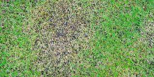 How to repair burned grass from fertilizer. Repair Thinning Grass Patches Holes