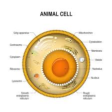 We did not find results for: Structure Of A Typical Cell Stock Vector Illustration Of Biology Endoplasmic 103474019