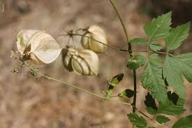 Image result for Cardiospermum grandiflorum