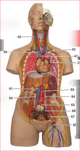 Labeled human torso model diagram. Lab Chapter 3 Torso Model Veins 2 Of 2 Diagram Quizlet