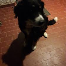 4,5 étoiles sur 5 11 avis. Chiens A Tourtrol Emprunte Mon Toutou