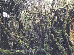 See the beauty of malaysia's wildlife and nature with a short trek around mossy forest. Getting Enchanted In Mossy Forest The Star