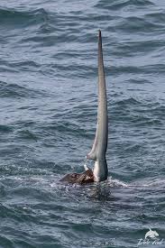 · sea lions live in the atlantic and pacific ocean zones. Adventure Sports Network The Gateway To Adventure Sports Thresher Shark Shark Sea Lion