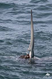 Sea lions are a type of pinniped, an order of marine mammals that also includes seals and walrus. Adventure Sports Network The Gateway To Adventure Sports Thresher Shark Shark Sea Lion