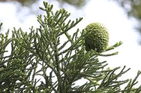 Image result for Araucaria cunninghamii