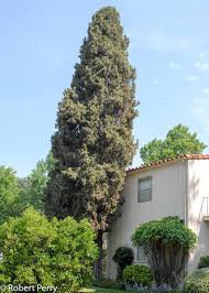 Image result for Cupressus sempervirens