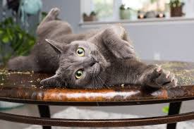 Photos Of Cats High On Catnip Capture Their Funny Blissed Out Expressions Cat Care Cats And Kittens Russian Blue Cat