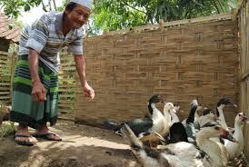 Bapak merasa sudah saat nya bapak mencari pekerjaan yang menetap, maaf kalau oleh berarti bapak harus menginap di rumah ini kalau anak mengijinkan (kepala pak seno tertunduk). Ybm Pln Bantu Warga Desa Berdaya Budi Dayakan Entok Republika Online