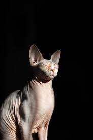 Our sphynx kittens come in all colors. 500 Hairless Cat Pictures Hd Download Free Images On Unsplash