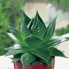 The aloe vera plant is an easy, attractive succulent that makes for a great indoor companion. Aloe Cosmo