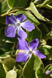 Image result for Vinca major