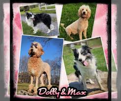 Check spelling or type a new query. Bordoodle Verified Dog Breeders In Usa Page 1 10 Per Page Puppyfinder Com