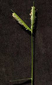 Image result for Dactyloctenium geminatum