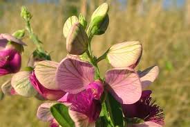 Image result for Polygala virgata