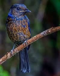 Pin De Erdal Yavas Em Aves Em 2020 Animais Da Natureza Passaros Aves