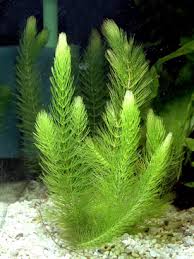Image result for Ceratophyllum submersum
