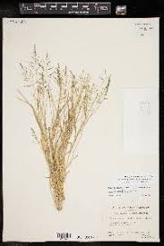 Image result for Sporobolus coromandelianus