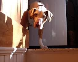 Odin Shooting Star Catahoulas Playing Peek A Boo Catahoula Leopard Dog Leopard Dog Catahoula Leopard Hound
