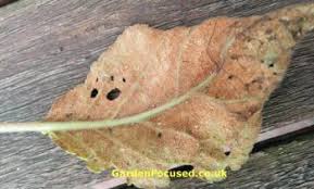 Pests And Disease Of Plum Trees