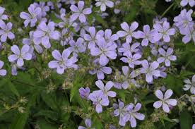 Image result for Geranium aculeolatum