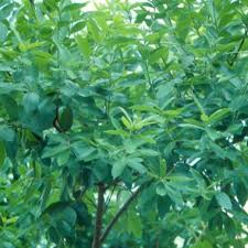 Image result for Combretum erythrophyllum