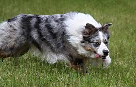 To get a glimpse into our program and dogs, please watch our video! 2022doggielove
