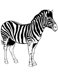 Check spelling or type a new query. Printable Pictures Of Zebras Coloring Home