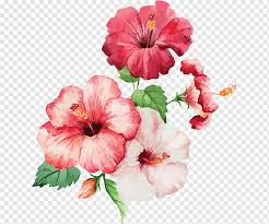 Banyak di antara mereka yang mendedikasikan karir mereka untuk menghasilkan lukisan bunga yang indah. Ilustrasi Bunga Kembang Sepatu Merah Muda Cat Air Bunga Cat Air Bunga Lukisan Cat Air Gambar Misi Kami Merangkai Bunga Tanaman Tahunan Lukisan Png Pngwing