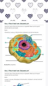 Animal cell organelles and structures worksheet answers. Cell Organelles Interactive Worksheet By Beth Urbina Wizer Me