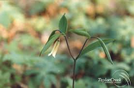 Image result for Clutia sessilifolia