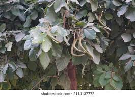 Image result for Fernandoa