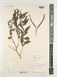 Image result for Senna sophera