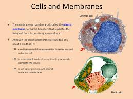 Covered by a double membranous nuclear membrane in a eukaryotic. Cells And Membranes Animal Cell Ppt Download