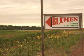 'i don't set the whole thing up at once, she says. Beautiful Blumen Cutting Your Own Flowers In Germany Article The United States Army