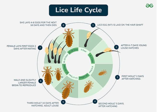 Lice Life Cycle - GeeksforGeeks