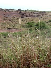 Image result for Cenchrus polystachios