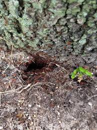 Cloud, ranked #1 of 1 hotel in saint cloud and rated what are some restaurants close to budget inn of st. Budget Pest Control 286 Photos 1 Review Pest Control Service 2016 Hibiscus Drive Edgewater Fl 32141